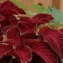 Seminte profesionale Coleus blumei - Urzicuta - imagine 23185